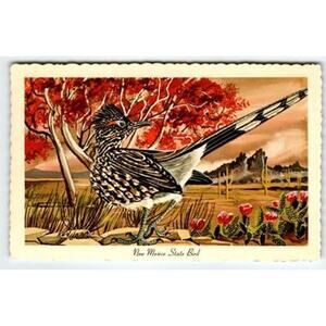 1967 New Mexico State Bird Roadrunner Postcard by Ken Haag